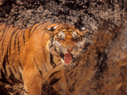 7 - Tiger temple à Kanchanaburi